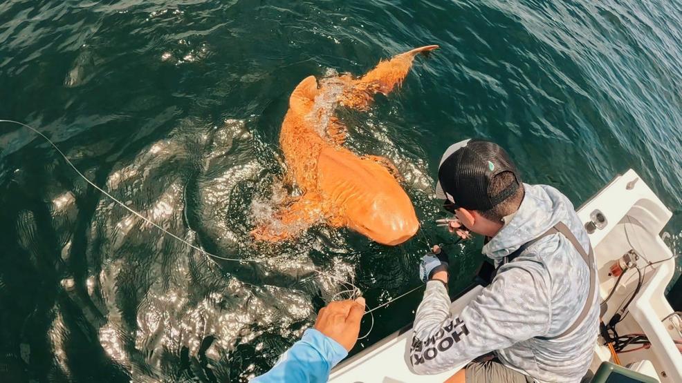 İnanılmaz keşif: Turuncu köpek balığı