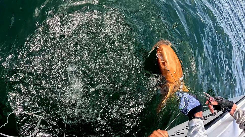 İnanılmaz keşif: Turuncu köpek balığı