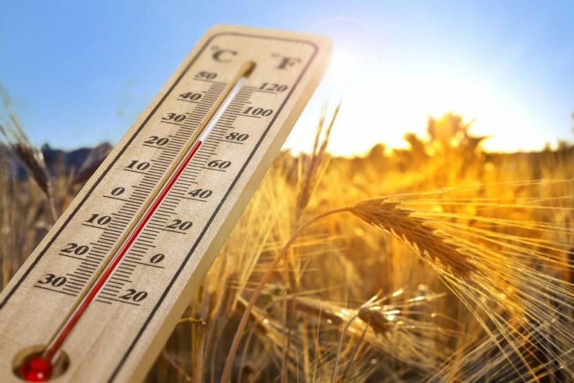 BEYNE DARBE VURUYOR Pirinç Tanesindeki Zehir, Balıktaki Cıva Tuzakları... Özellikle Bu Balıklara Dikkat Vücutta Birikiyor, Yıllar Sonra Etkisini Gösteriyor Ağır Metaller...
