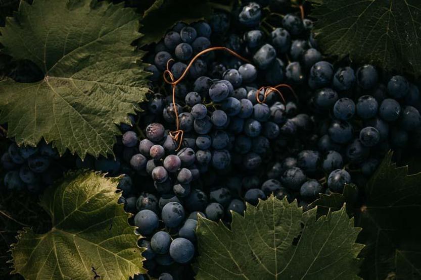 1 KASE İLE GELEN ŞİFA Kanser, Tansiyon, Kemik, Kansızlık, Göz, Böbrek, Tansiyon, Hafıza, Cilt, Sindirim Sistemi... Her Organa Ayrı Faydası Ortaya Çıktı