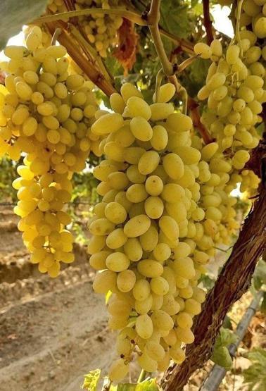 1 KASE İLE GELEN ŞİFA Kanser, Tansiyon, Kemik, Kansızlık, Göz, Böbrek, Tansiyon, Hafıza, Cilt, Sindirim Sistemi... Her Organa Ayrı Faydası Ortaya Çıktı