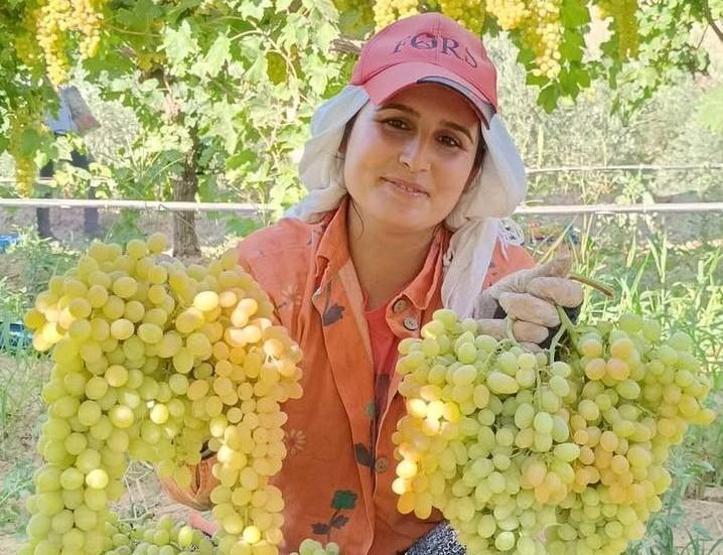 1 KASE İLE GELEN ŞİFA Kanser, Tansiyon, Kemik, Kansızlık, Göz, Böbrek, Tansiyon, Hafıza, Cilt, Sindirim Sistemi... Her Organa Ayrı Faydası Ortaya Çıktı