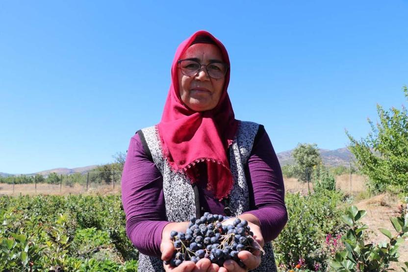 Kalbe İyi Geldiğini Öğrendi, 3 Yıl Dışarıdan Satın Aldı Şifa Bulduğu Meyvenin Üretimi İçin Şehir Değiştirdi, Üretimine Başladı
