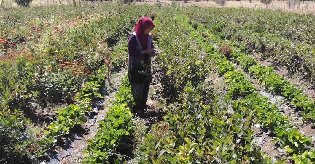 Kalbe İyi Geldiğini Öğrendi, 3 Yıl Dışarıdan Satın Aldı Şifa Bulduğu Meyvenin Üretimi İçin Şehir Değiştirdi, Üretimine Başladı
