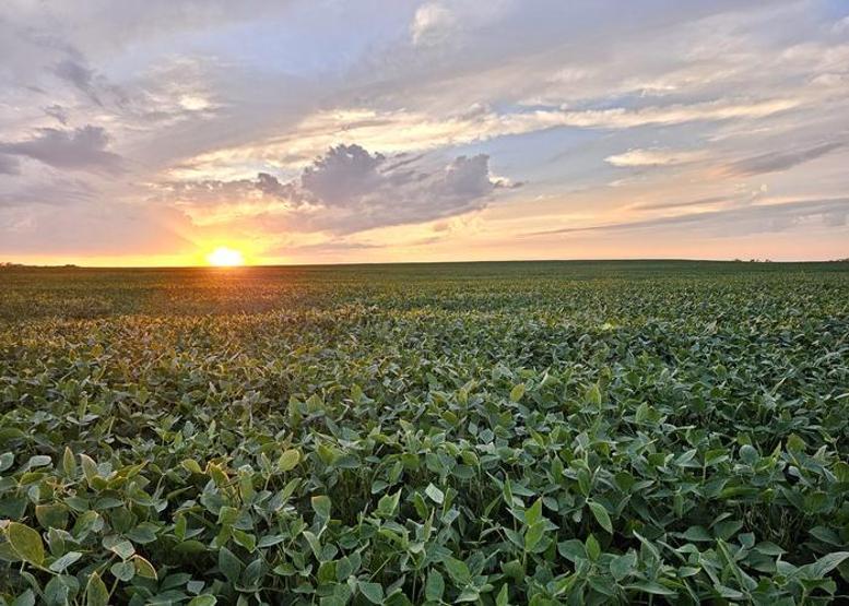 Trump-Şi görüşmesinin ana gündemi soya fasulyesi olacak