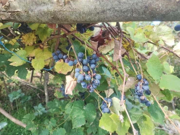Geleneksel kokulu üzüm pekmezi kazanları kaynadı