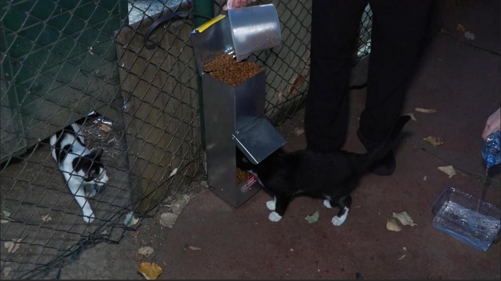 Demirören Medya ve Teknoloji MTAL Öğrencilerinden Sokak Hayvanlarına Anlamlı Destek