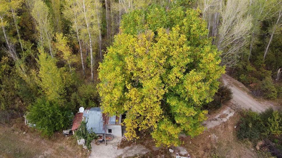 Doğa sonbaharla renklendi, kartpostallık manzara dronla görüntülendi