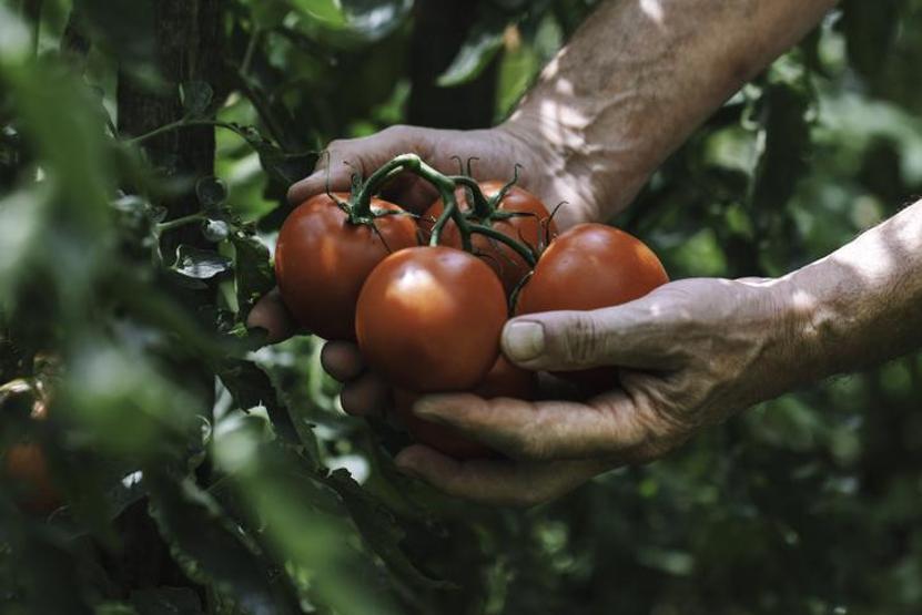 MEME KANSERİ RİSKİNİ AZALTAN 6 SÜPER BESİN Bağışıklığı güçlendiriyor, hücre hasarını önlüyor