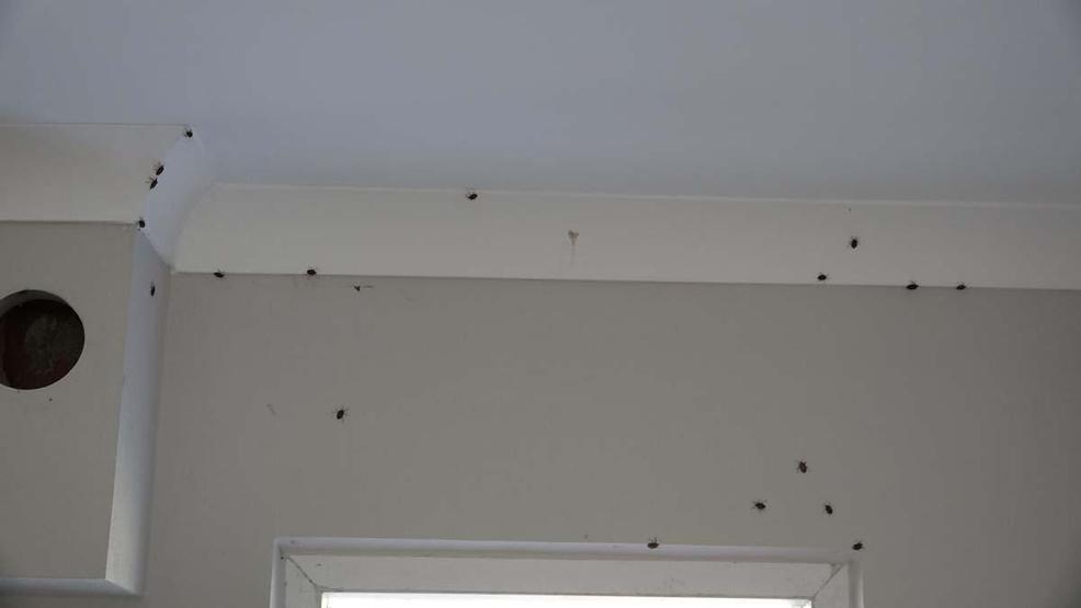 Doğu Karadenizde Kahverengi Kokarca Alarmı: Hızla Çoğalıyor Prof. Dr. Tevfik Özlüden Kritik Uyarı Sakın Ellemeyin, Çünkü...