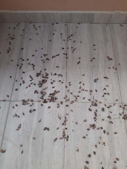 Doğu Karadenizde Kahverengi Kokarca Alarmı: Hızla Çoğalıyor Prof. Dr. Tevfik Özlüden Kritik Uyarı Sakın Ellemeyin, Çünkü...