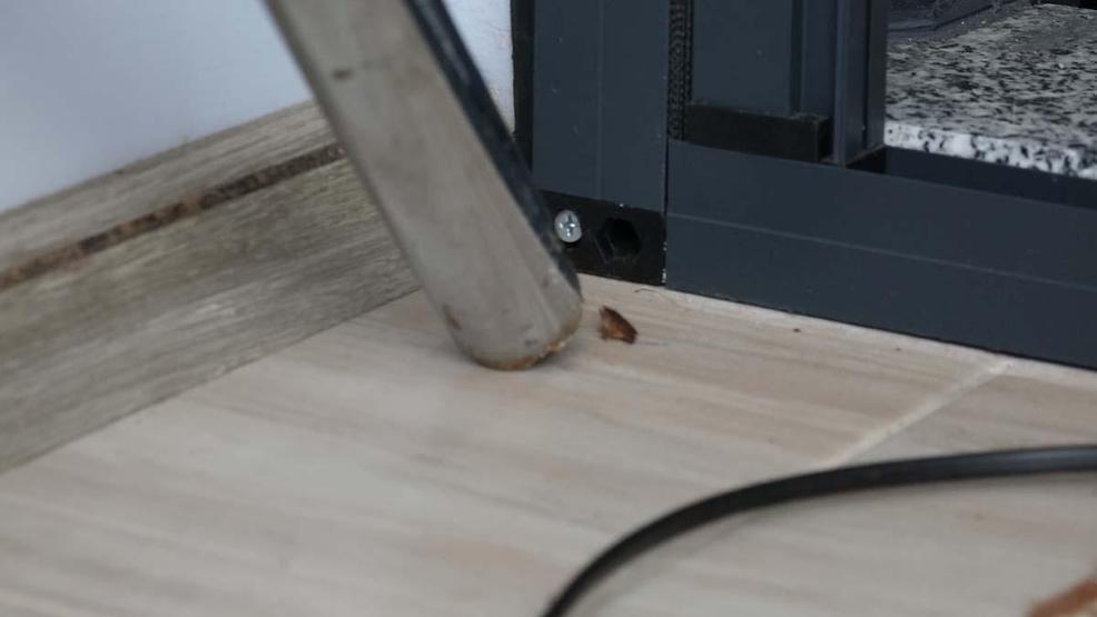 Doğu Karadenizde Kahverengi Kokarca Alarmı: Hızla Çoğalıyor Prof. Dr. Tevfik Özlüden Kritik Uyarı Sakın Ellemeyin, Çünkü...