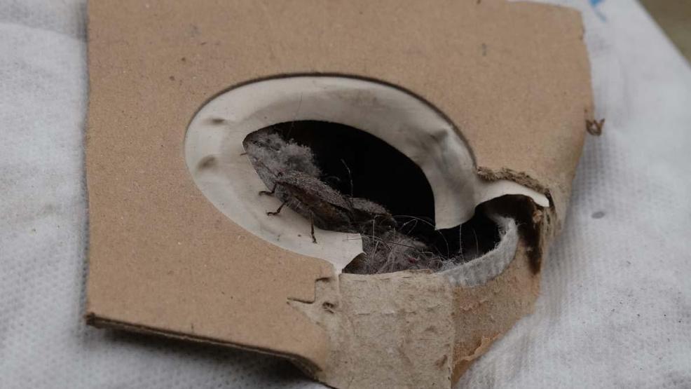 Doğu Karadenizde Kahverengi Kokarca Alarmı: Hızla Çoğalıyor Prof. Dr. Tevfik Özlüden Kritik Uyarı Sakın Ellemeyin, Çünkü...