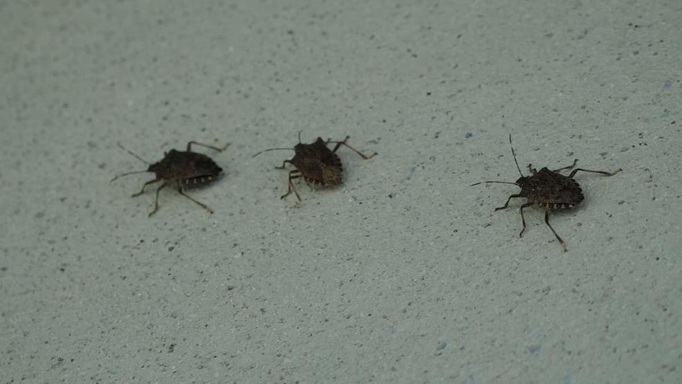 Doğu Karadenizde Kahverengi Kokarca Alarmı: Hızla Çoğalıyor Prof. Dr. Tevfik Özlüden Kritik Uyarı Sakın Ellemeyin, Çünkü...