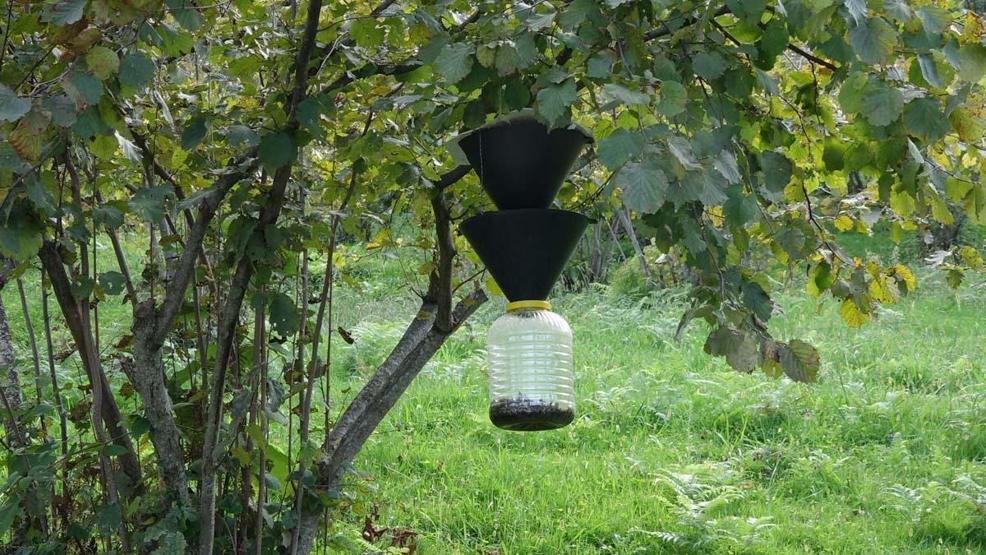 Doğu Karadenizde Kahverengi Kokarca Alarmı: Hızla Çoğalıyor Prof. Dr. Tevfik Özlüden Kritik Uyarı Sakın Ellemeyin, Çünkü...