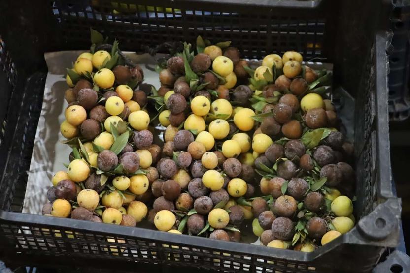 Kış Aylarının Şifa Meyvesi Olgunlaşınca Değil Çürüyünce Tüketiliyor Bağırsak Sorunları ve Kalp Sağlığına Birebir