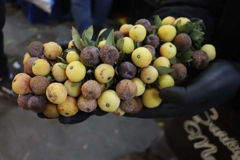 Kış Aylarının Şifa Meyvesi Olgunlaşınca Değil Çürüyünce Tüketiliyor Bağırsak Sorunları ve Kalp Sağlığına Birebir