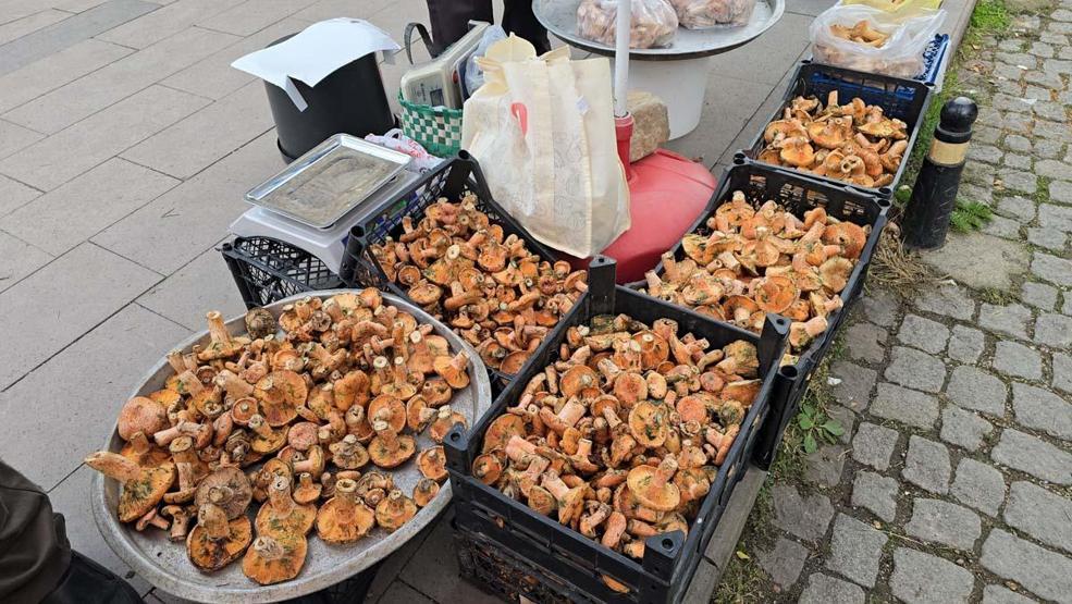 Safranbolunun Ormanlık Alanlarında Yetişiyor Damak Çatlatan Lezzet: Rengi ve Aromasıyla Dikkat Çekiyor Kilosu 500 TL