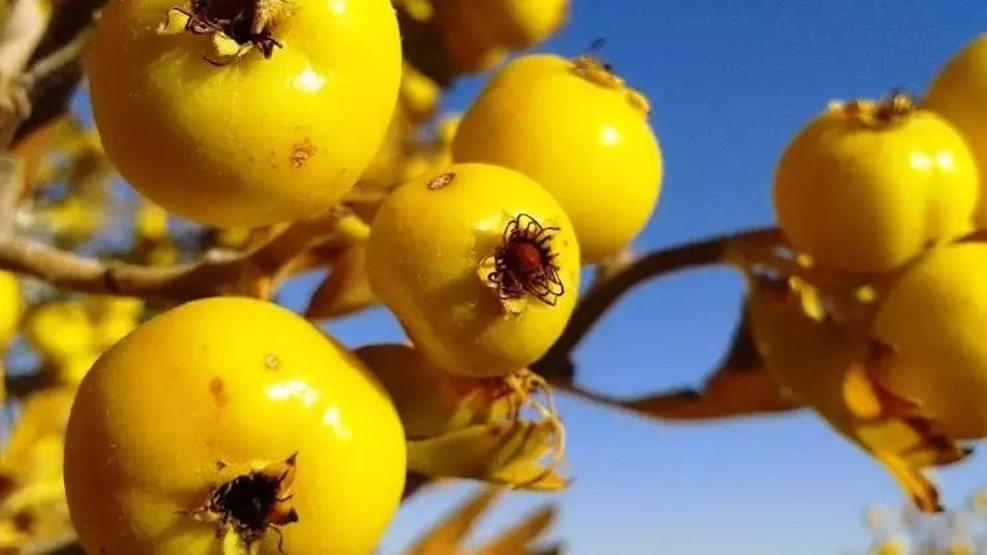 DAĞ BİTKİLERİNDEN GELEN ŞİFA Kalpteki Tüm Damarları Açıyor Böbrek Taşını Bitiriyor... 3 Şifalı Bitkinin Faydaları Say Say Bitmiyor