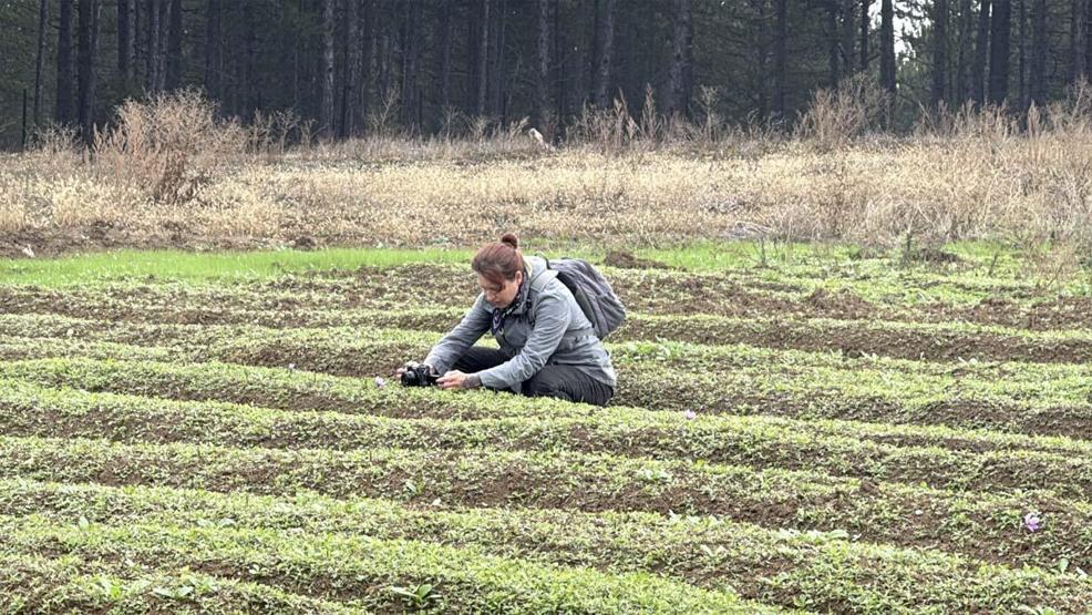 Dünyanın En Pahalı Baharatı Kilosu 600 Bin TLden Satılacak Hücre Yeniliyor, Alzheimer, Kanser Gibi Birçok Hastalığa Karşı Koruyucu Etkisi Var