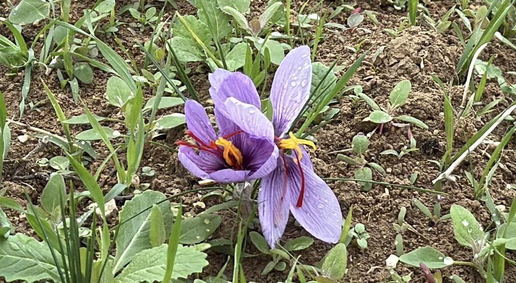 Dünyanın En Pahalı Baharatı Kilosu 600 Bin TLden Satılacak Hücre Yeniliyor, Alzheimer, Kanser Gibi Birçok Hastalığa Karşı Koruyucu Etkisi Var