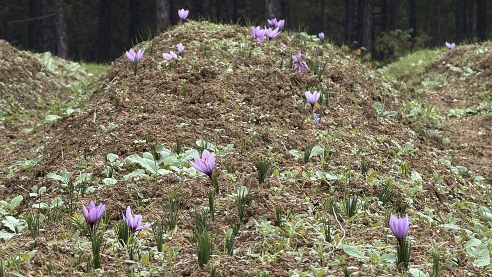 Dünyanın En Pahalı Baharatı Kilosu 600 Bin TLden Satılacak Hücre Yeniliyor, Alzheimer, Kanser Gibi Birçok Hastalığa Karşı Koruyucu Etkisi Var