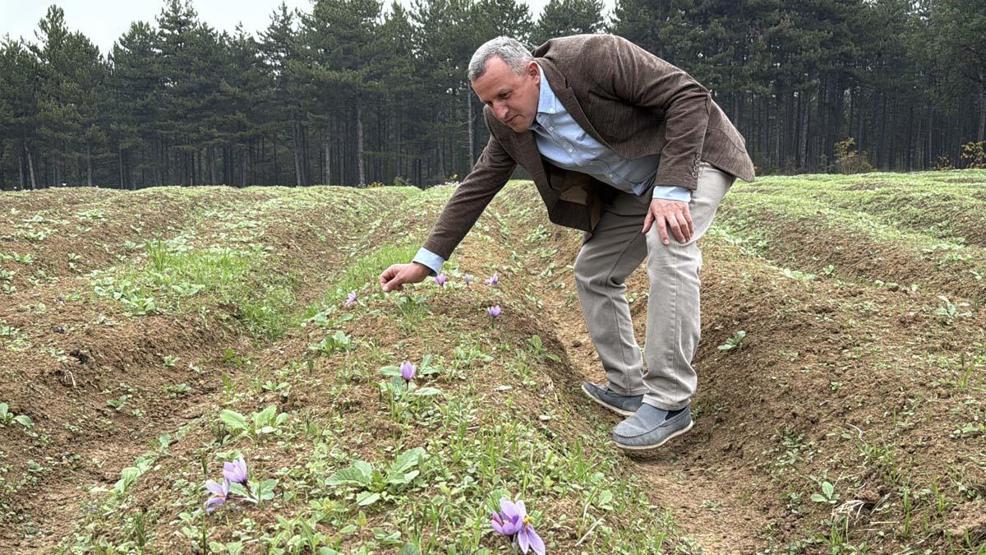 Dünyanın En Pahalı Baharatı Kilosu 600 Bin TLden Satılacak Hücre Yeniliyor, Alzheimer, Kanser Gibi Birçok Hastalığa Karşı Koruyucu Etkisi Var