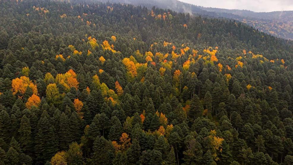 Gölcük Tabiat Parkı’nda sonbahar güzelliği mest etti