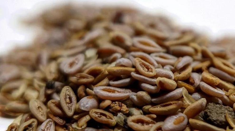 KABIZLIĞA KÖKTEN ÇÖZÜM En Güçlü Etkilerden Biri Ortaya Çıktı... Bağırsak Hareketlerini Düzenliyor, Sindirimi Hızlandırıyor