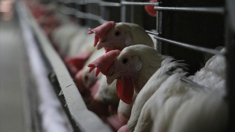 Avrupada kuş gribi alarmı Yüz binlerce hayvan itlaf edildi