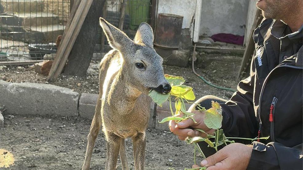 Dümrek Köyünün maskotu karaca Muhtar Yavuzun sevgisiyle hayata tutundu: 5 aydır elleriyle besliyor