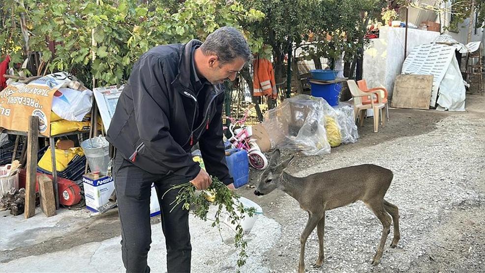 Dümrek Köyünün maskotu karaca Muhtar Yavuzun sevgisiyle hayata tutundu: 5 aydır elleriyle besliyor