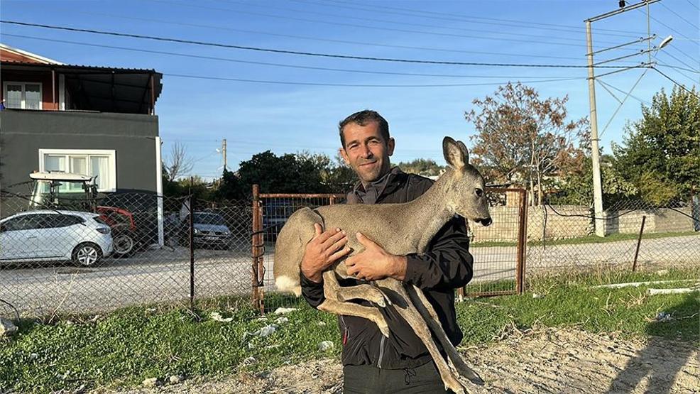 Dümrek Köyünün maskotu karaca Muhtar Yavuzun sevgisiyle hayata tutundu: 5 aydır elleriyle besliyor