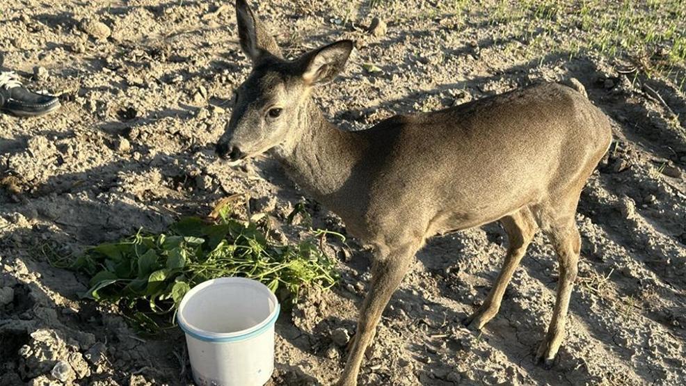 Dümrek Köyünün maskotu karaca Muhtar Yavuzun sevgisiyle hayata tutundu: 5 aydır elleriyle besliyor