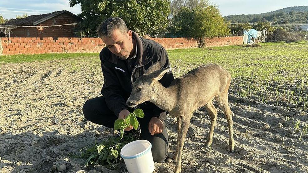 Dümrek Köyünün maskotu karaca Muhtar Yavuzun sevgisiyle hayata tutundu: 5 aydır elleriyle besliyor
