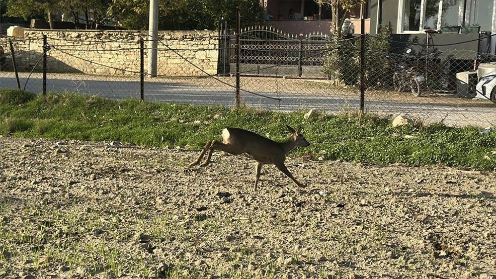 Dümrek Köyünün maskotu karaca Muhtar Yavuzun sevgisiyle hayata tutundu: 5 aydır elleriyle besliyor