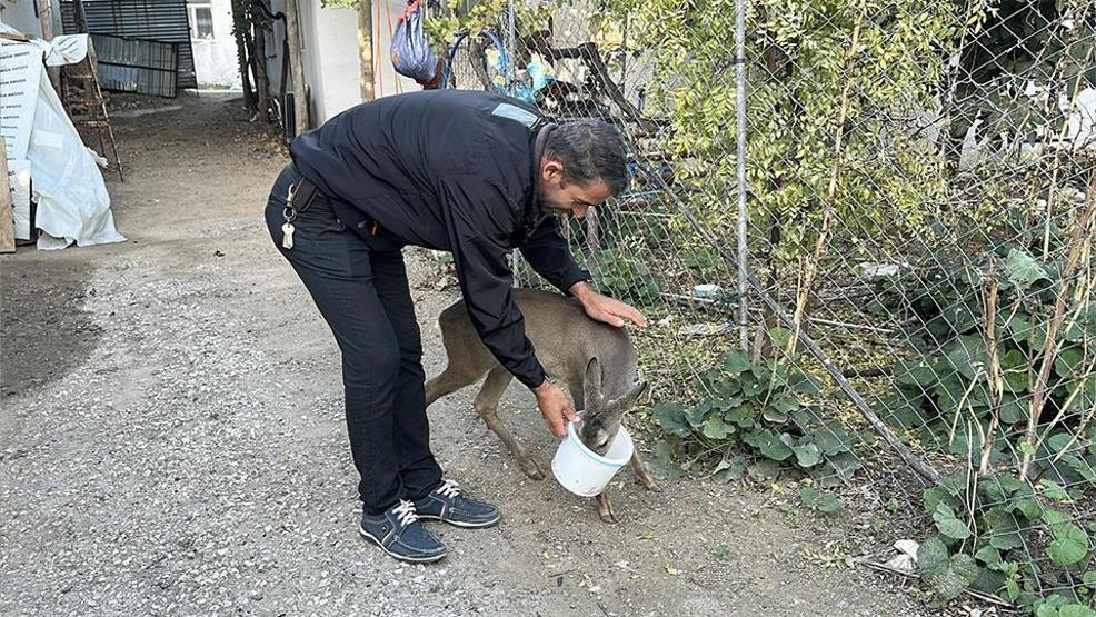 Dümrek Köyünün maskotu karaca Muhtar Yavuzun sevgisiyle hayata tutundu: 5 aydır elleriyle besliyor