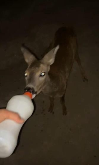 Dümrek Köyünün maskotu karaca Muhtar Yavuzun sevgisiyle hayata tutundu: 5 aydır elleriyle besliyor