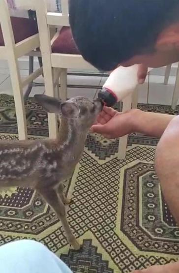 Dümrek Köyünün maskotu karaca Muhtar Yavuzun sevgisiyle hayata tutundu: 5 aydır elleriyle besliyor