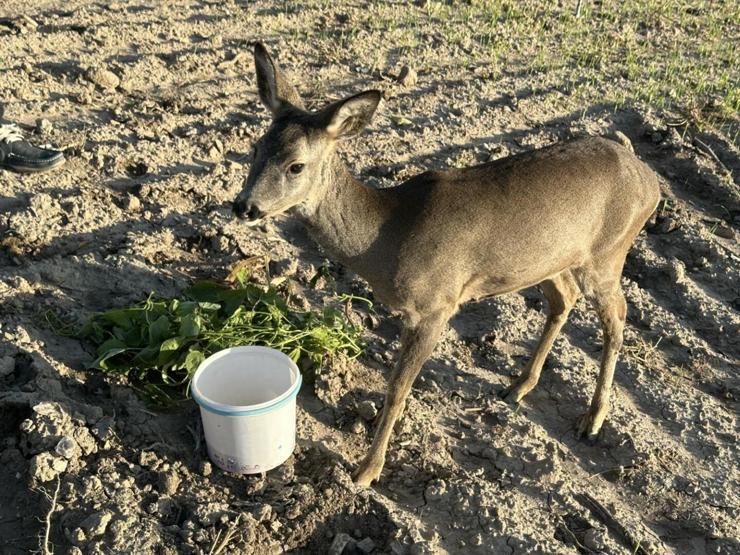 Dümrek Köyünün maskotu karaca Muhtar Yavuzun sevgisiyle hayata tutundu: 5 aydır elleriyle besliyor