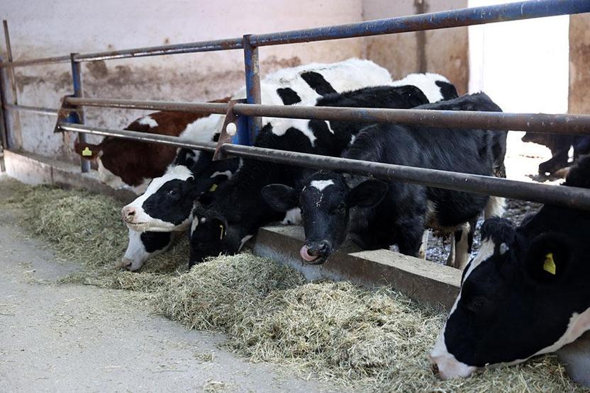 Devlet desteğiyle başladı, çiftliği şimdi para basıyor...