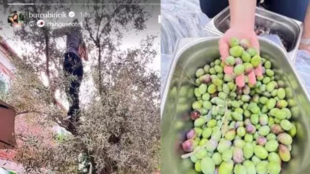 Burcu Biricik’ten Sürpriz Paylaşım: Güzel Oyuncu Zeytin Topladı