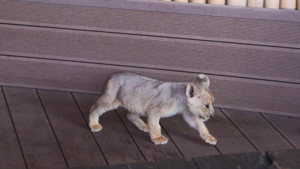 Hugonun vatanı artık Türkiye