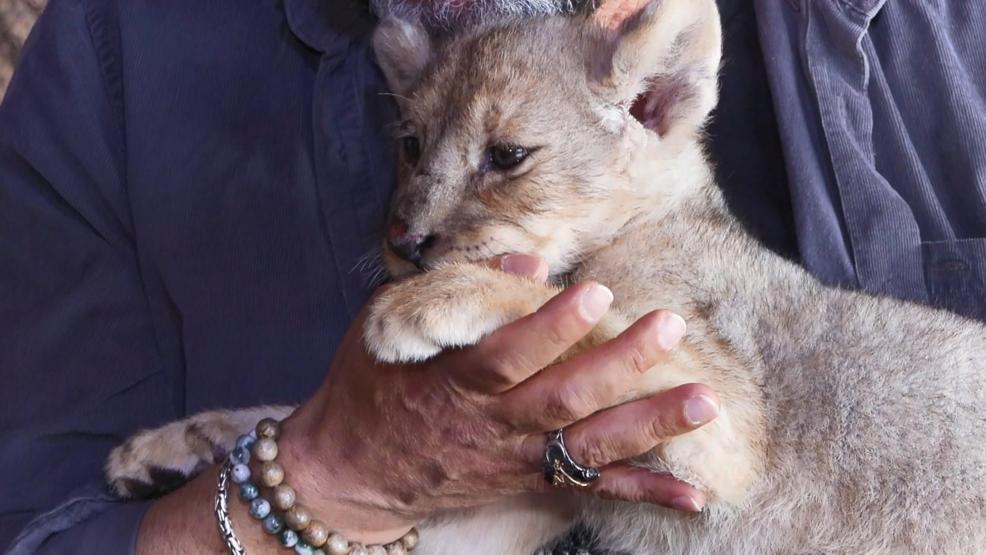 Hugonun vatanı artık Türkiye