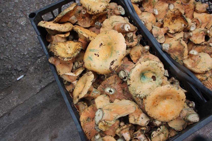 Ormanda sağanak yağmur altında kendiliğinden yetişiyor, kilogramı 350 TLden satılıyor