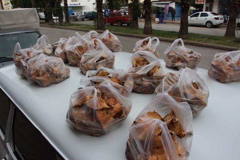 Ormanda sağanak yağmur altında kendiliğinden yetişiyor, kilogramı 350 TLden satılıyor