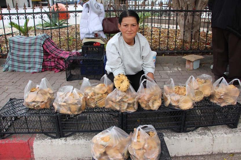 Ormanda sağanak yağmur altında kendiliğinden yetişiyor, kilogramı 350 TLden satılıyor