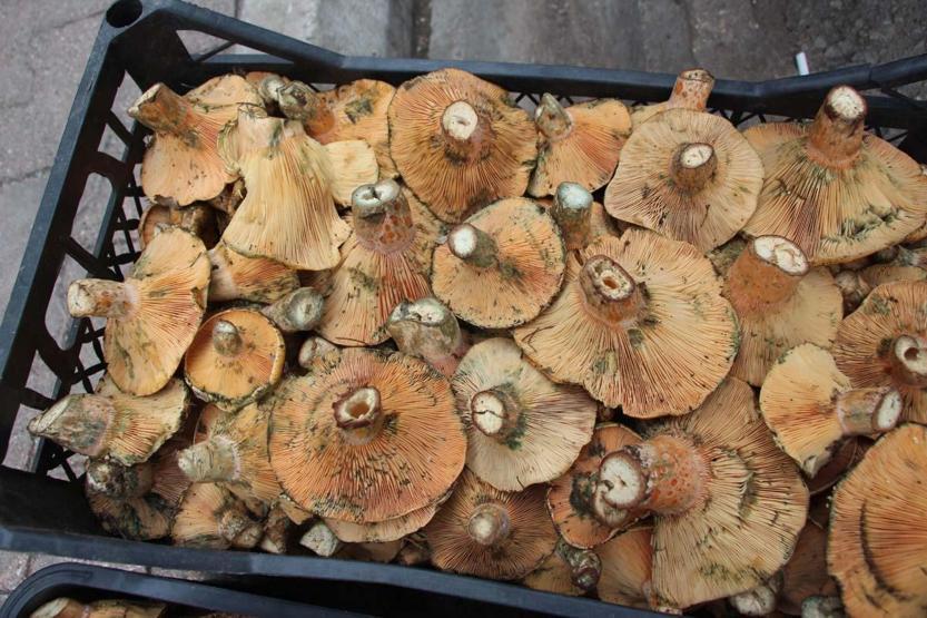 Ormanda sağanak yağmur altında kendiliğinden yetişiyor, kilogramı 350 TLden satılıyor