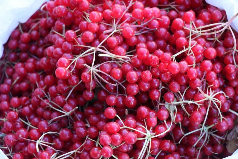 Gençlik İksiri Diyorlar Böbrek Taşını Önlüyor, Bağışıklığı Güçlendiriyor Bu Meyve Tam Bir Şifa Deposu