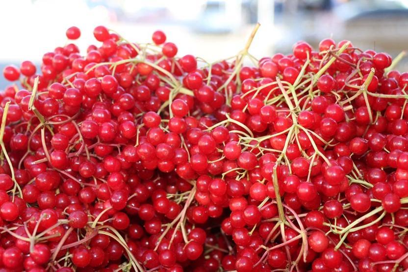Gençlik İksiri Diyorlar Böbrek Taşını Önlüyor, Bağışıklığı Güçlendiriyor Bu Meyve Tam Bir Şifa Deposu